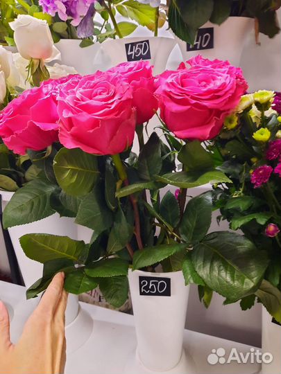 Роза,букеты, композии,с доставкой