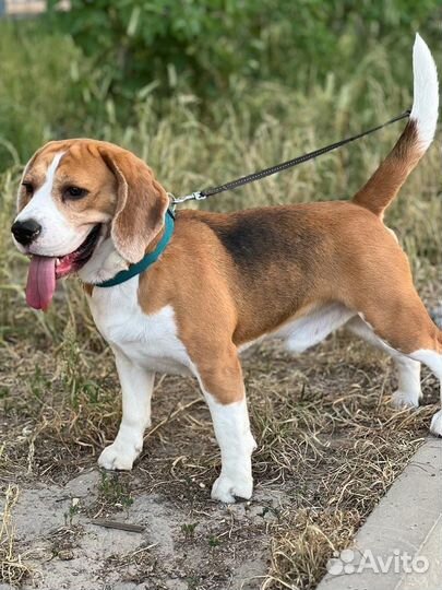 Вязка кобель бигль