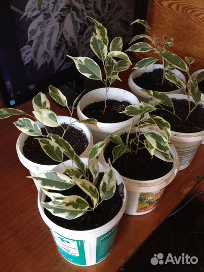 Комнатные растения цветы Фикус Бенджамина Старлайт