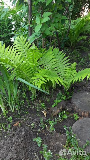 Папоротник садовый