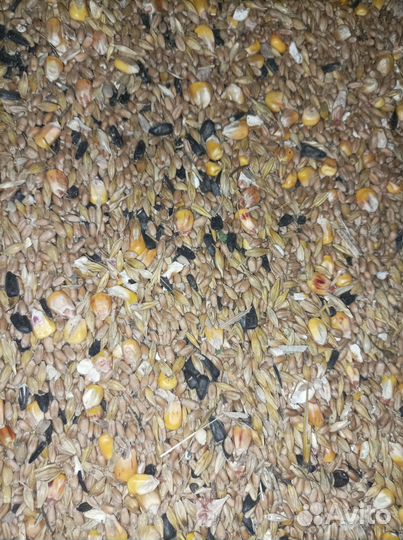 Корм для птиц