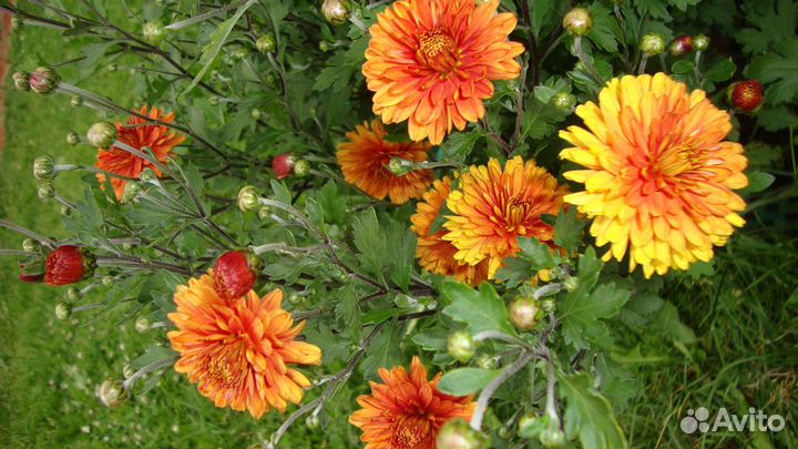 Эхиноцея пурпурная