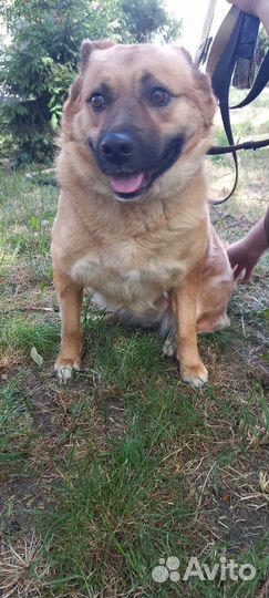 Собака улыбака