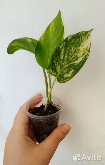 Сциндапсус золотистый эпипремнум ауреум