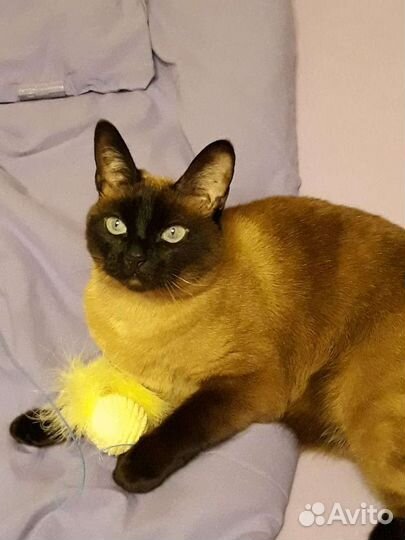 Отдам бесплатно тайскую кошку