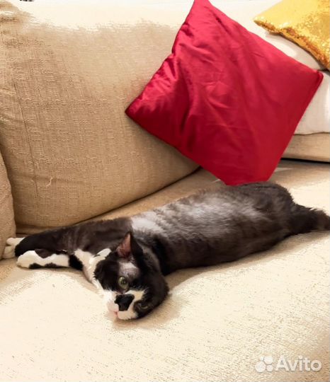 Кот Девон рекс котик