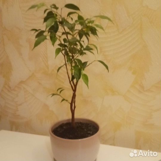 Фикус бенджамина