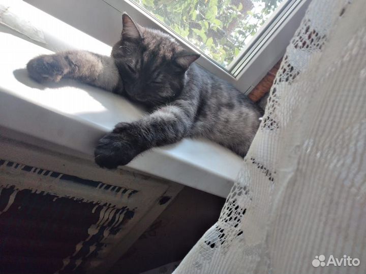 Отдаём кота в любимый руки. кастрирован