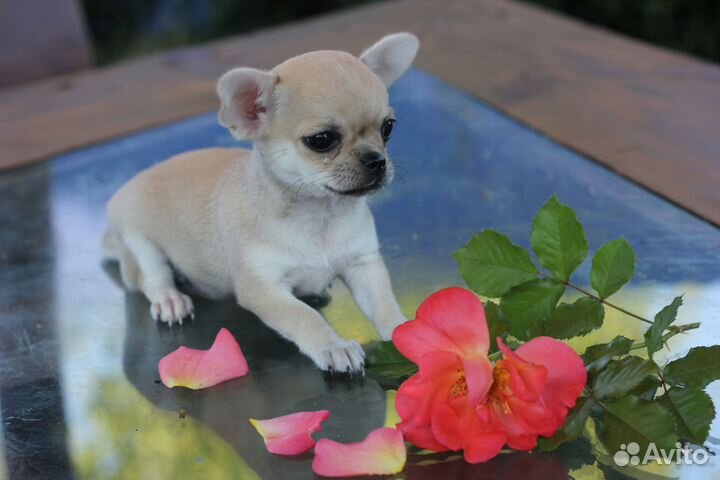 Щенки чихуахуа с РКФ