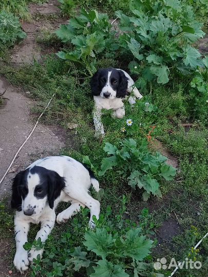 Щенки русского спаниеля