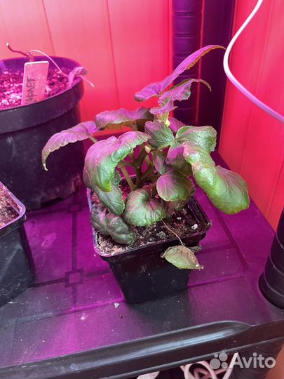 Бегония ампельная