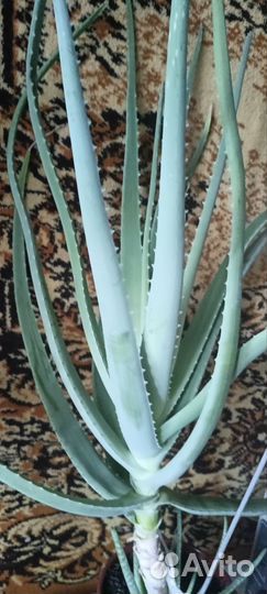 Алоэ вера, кактус, молочай