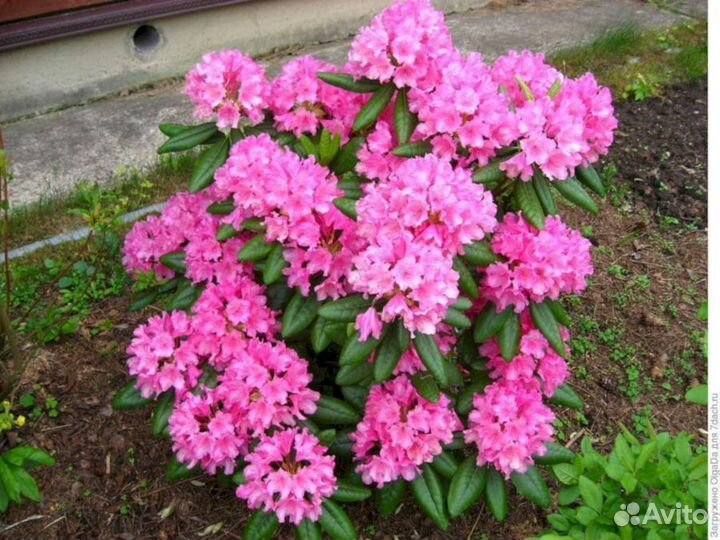 Рододендроны Марианна