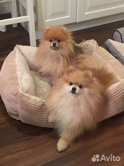 Дом отдыха и передержка для собак и грызунов