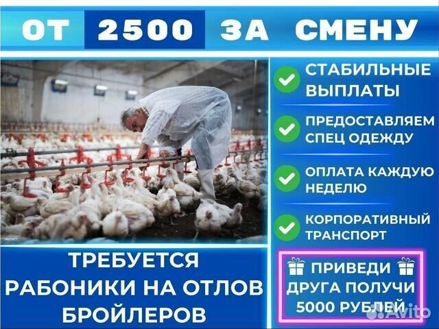 Работа на птице фабрике