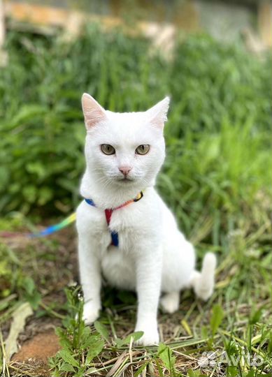 Белая кошка