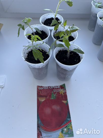 Рассада перца, помидор