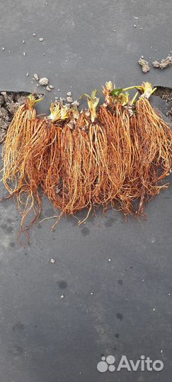 Эльсанта фриго Германия