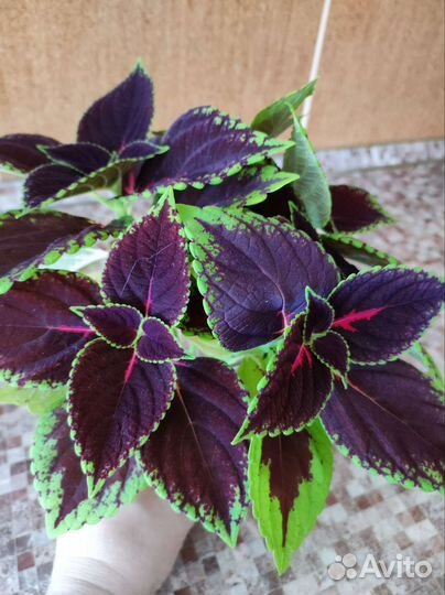 Черенки колеуса