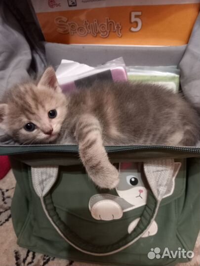 Отдам котят полукровок
