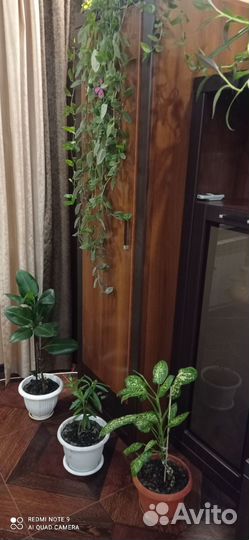 Комнатные цветы