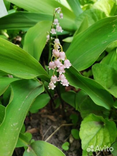Лилейник, сныть пестролистная