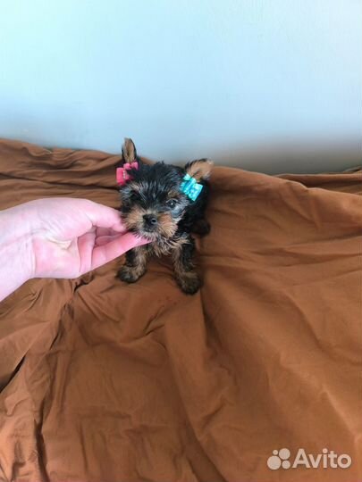 Девочка Йоркширский терьер мини доставка