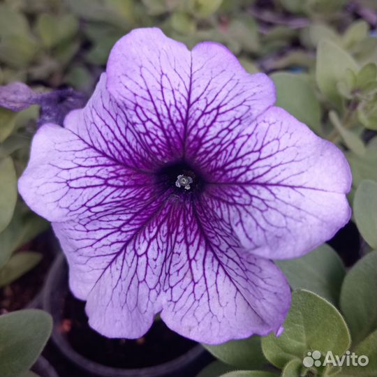 Рассада однолетних растений