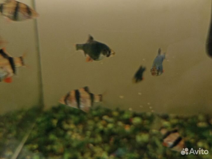 Рыбки разные