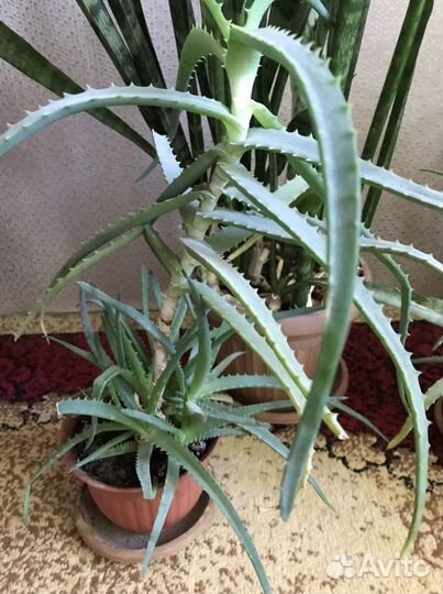 Алоэ 2 горшка с множеством отростков