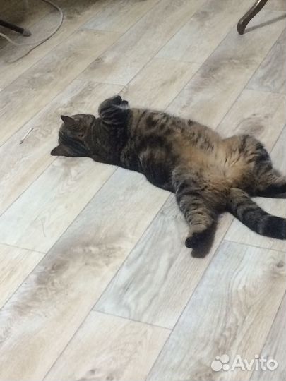 Гостица для вашего питомца