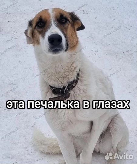 Собака белая девочка лайка