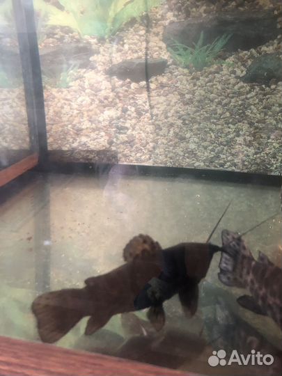 Сом таракатум