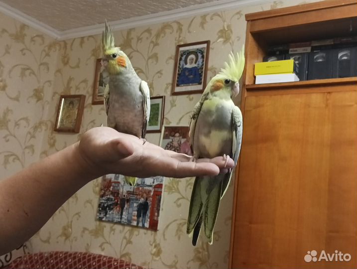 Попугай корелла птенец