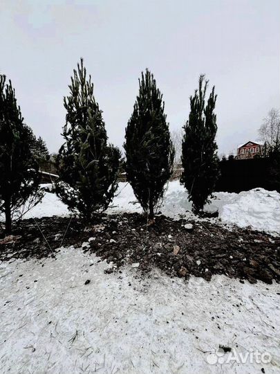 Ель из питомника 5.65 М