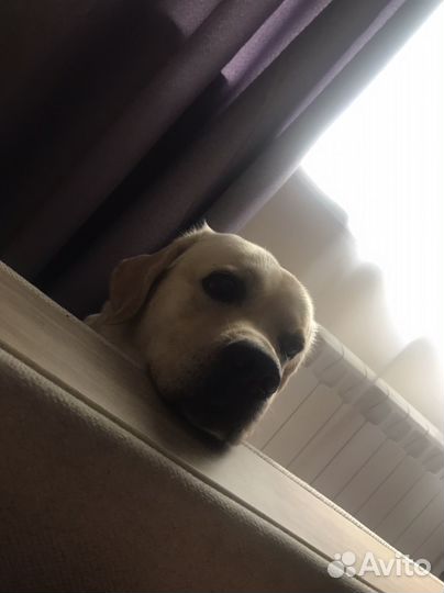 Передержка для собак