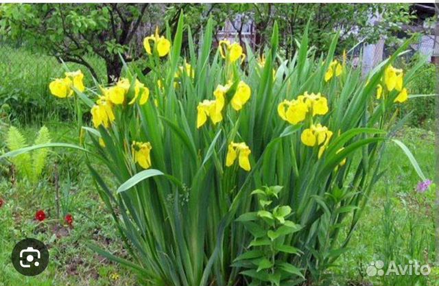 Цветы ирисы