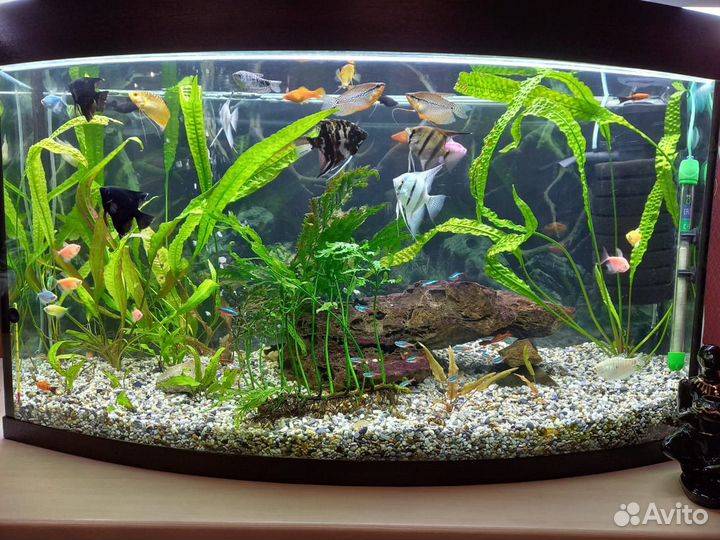Аквариум