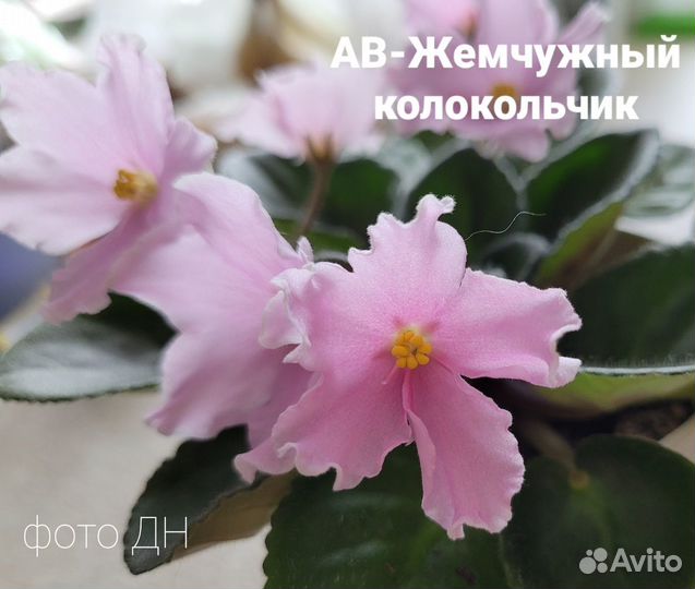 Детки сортовой фиалки (мини) ав-Жемчуж.Колокольчик