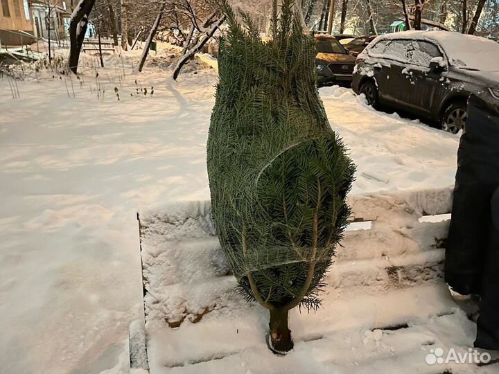 Пихта датская