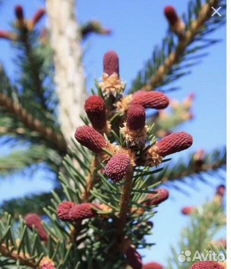 Ель круэнта,Ридал