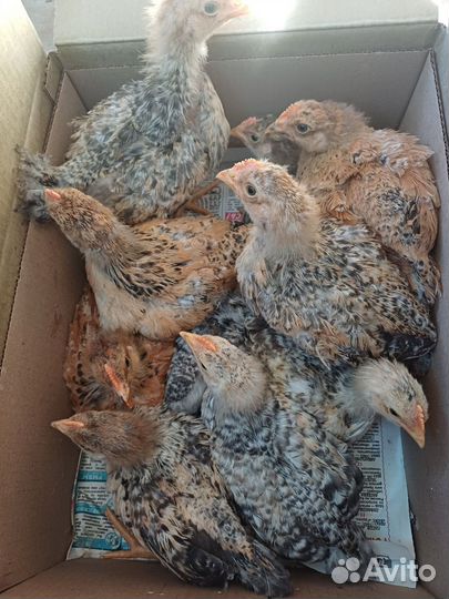 Петушки (10штук)