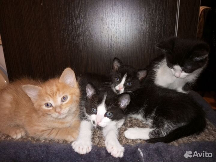 Кошки в добрые руки