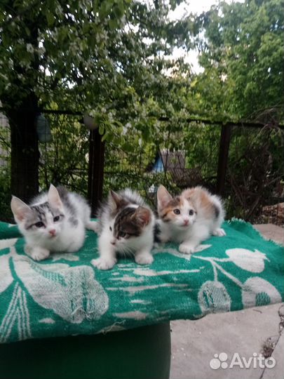 Котята мейн-куна полукровки