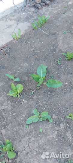 Корень хрена рассада