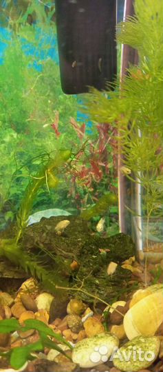 Аквариумные рыбки