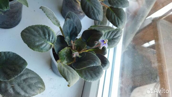 Сортовые фиалки