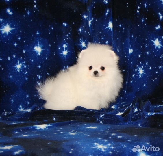 Мини мальчик белый померанец