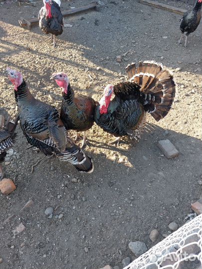 Продам индюков
