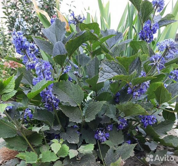 Клематис кустовой